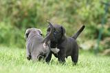 CANE CORSO 1287
